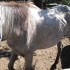Jalupae before his death (photo by BC SPCA).