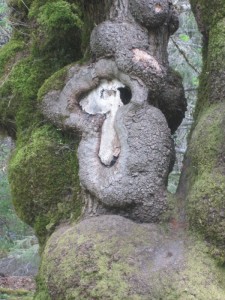 The one and only Snoopy tree, located at Gowlland Tod Provincial Park (photo by Sarah Tayler/Nexus).