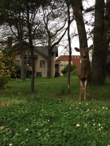 A common sight on Camosun's Lansdowne campus (photo by Greg Pratt/Nexus).