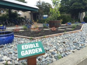 The edible garden at Camosun's Interurban campus (photo by Greg Pratt/Nexus).
